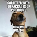 Dog smirking after replacing cat litter with Pop Rocks joke.