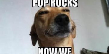 Dog smirking after replacing cat litter with Pop Rocks joke.