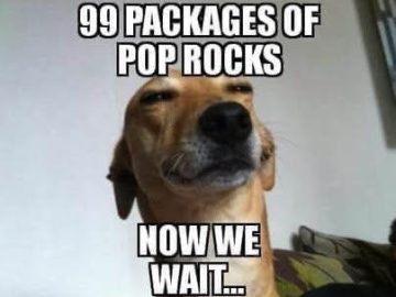 Dog smirking after replacing cat litter with Pop Rocks joke.