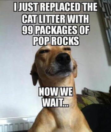 Dog smirking after replacing cat litter with Pop Rocks joke.