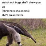Hilarious anteater meme warning bugs of impending doom