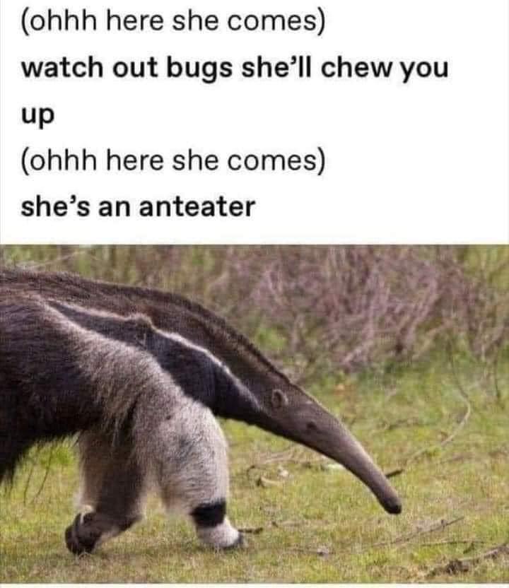 Hilarious anteater meme warning bugs of impending doom