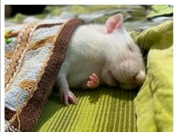 Adorable rat sleeping under a blanket peacefully.
