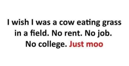 A text meme that says, "I wish I was a cow eating grass. No rent. No job. Just moo."