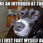 Dog with suspicious expression wondering about an intruder or gas.