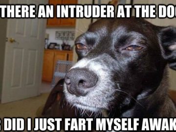 Dog with suspicious expression wondering about an intruder or gas.