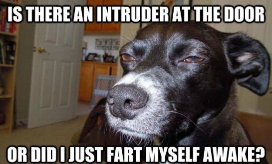 Dog with suspicious expression wondering about an intruder or gas.