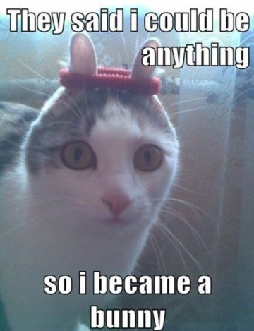 Cat with bunny ears in a hilarious meme about transformation.