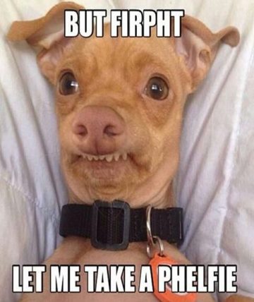 Dog humorously attempts a selfie, saying "Firpht let me take a phelfie."