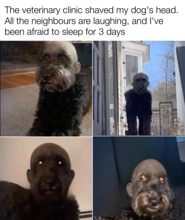 Bald dog with funny appearance after grooming mishap