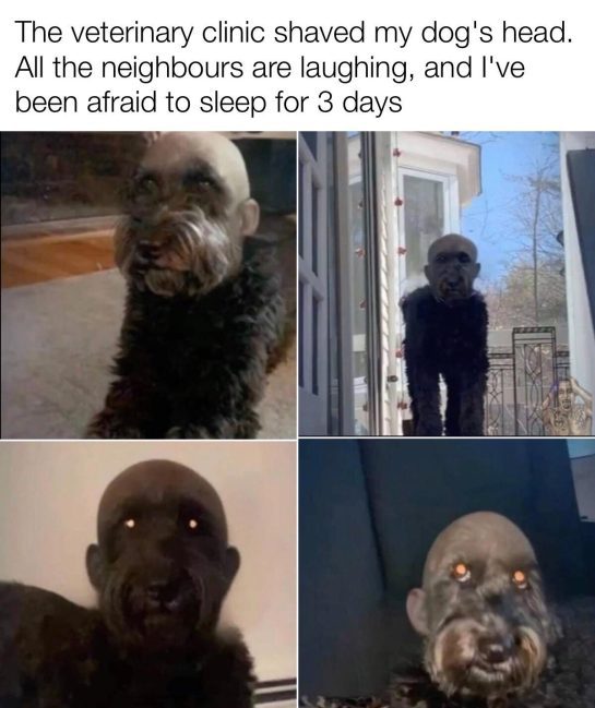 Bald dog with funny appearance after grooming mishap