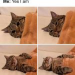 Cat snuggled in a blanket humorously pretending to watch a movie