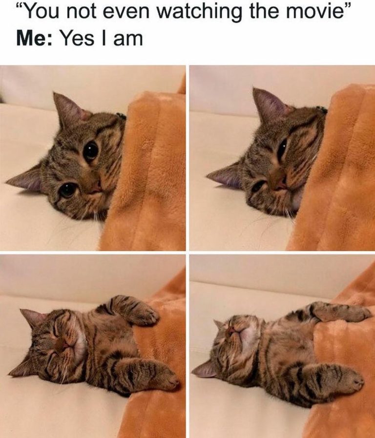 Cat snuggled in a blanket humorously pretending to watch a movie