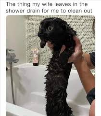 Wet cat looking awkward in a humorous meme about shower drain surprises
