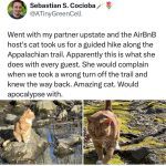 Cat leading a hiking adventure on a trail