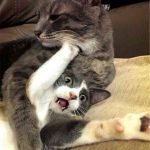 Two cats cuddling humorously on a couch