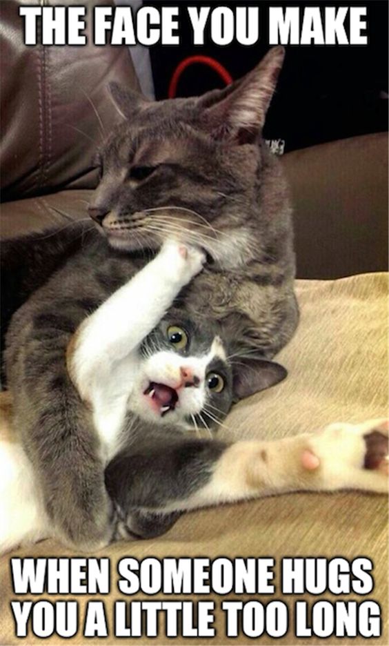 Two cats cuddling humorously on a couch