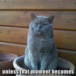 Grumpy cat sitting in a pot with a funny quote about living in the moment