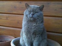 Grumpy cat sitting in a pot with a funny quote about living in the moment