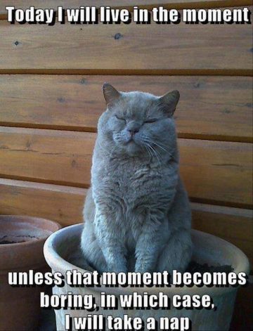 Grumpy cat sitting in a pot with a funny quote about living in the moment