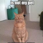 Orange cat sits with a surprised expression, questioning roles.