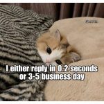 Adorable cat under blanket with a funny response time meme text
