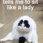 Funny cat sitting like a lady with a grumpy face