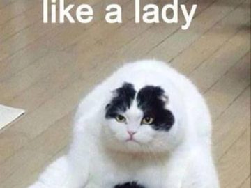 Funny cat sitting like a lady with a grumpy face