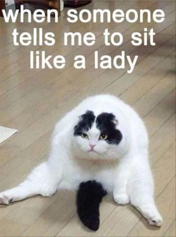 Funny cat sitting like a lady with a grumpy face