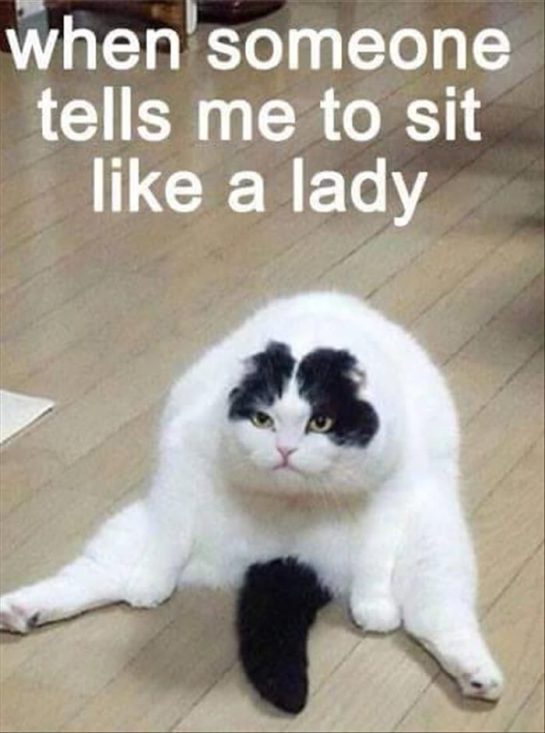 Funny cat sitting like a lady with a grumpy face