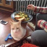Cat used as a plate stand with text saying "Finally found a good use for the cat"