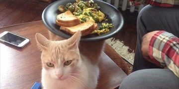 Cat used as a plate stand with text saying "Finally found a good use for the cat"