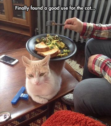 Cat used as a plate stand with text saying "Finally found a good use for the cat"
