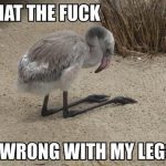 A confused baby bird kneeling awkwardly on sand