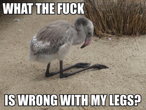 A confused baby bird kneeling awkwardly on sand