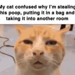 Confused cat meme about owner handling poop in a funny way