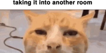 Confused cat meme about owner handling poop in a funny way