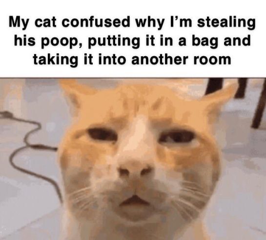 Confused cat meme about owner handling poop in a funny way