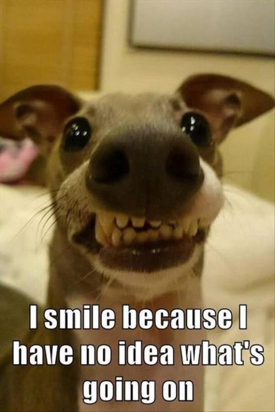 Goofy dog smiling with caption about not knowing what's happening
