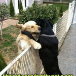 Two dogs hugging over a fence, sharing heartfelt moment