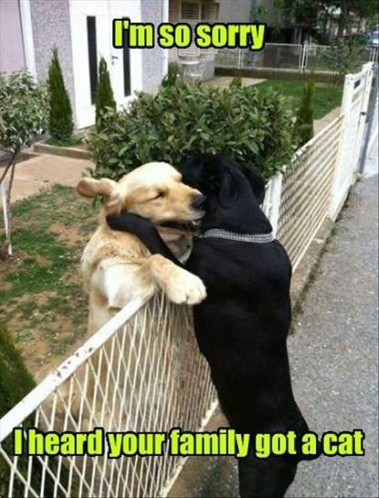 Two dogs hugging over a fence, sharing heartfelt moment