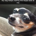 Close-up of a dog's funny expression looking skeptical and playful