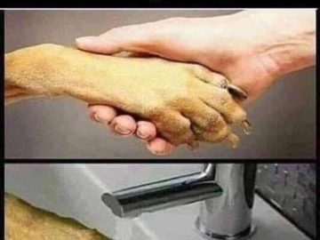 A funny meme of washing hands after touching a dirty animal