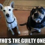 Two dogs with guilty expressions asking who's the guilty one