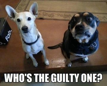 Two dogs with guilty expressions asking who's the guilty one