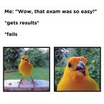 Yellow bird surprised reaction after exam results