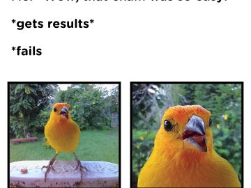 Yellow bird surprised reaction after exam results