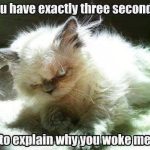 Fluffy cat with a grumpy face captioned about waking up