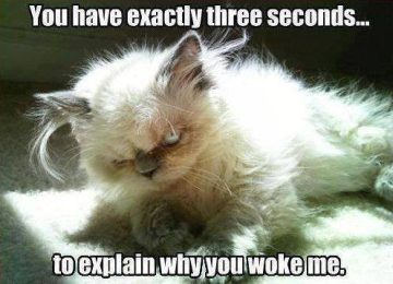 Fluffy cat with a grumpy face captioned about waking up