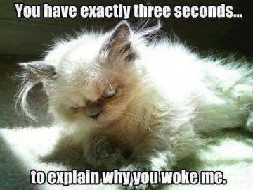 Fluffy cat with a grumpy face captioned about waking up